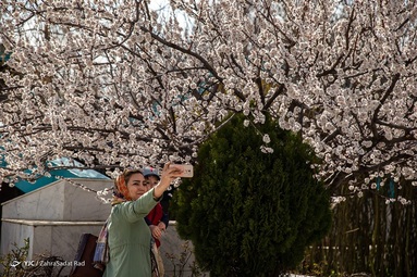 شکوفه های بهاری