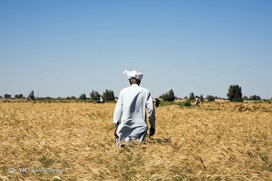 برداشت گندم در منطقه سیستان