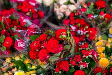 گرمی بازار گل و گیاه تهران در آستانه سال نو