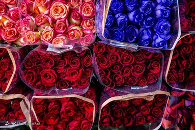 گرمی بازار گل و گیاه تهران در آستانه سال نو