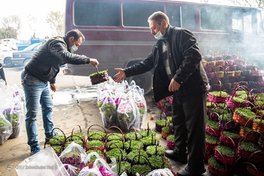 خرید سبزه و ماهی قرمز‎ عید