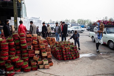خرید سبزه و ماهی قرمز‎ عید
