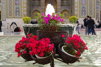 گل آرایی و چراغانی حرم مطهر رضوی