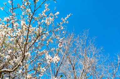 شکوفه‌های بهاری - قزوین