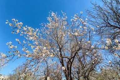 شکوفه‌های بهاری - قزوین