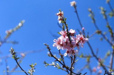 شکوفه‌های بهاری - قزوین