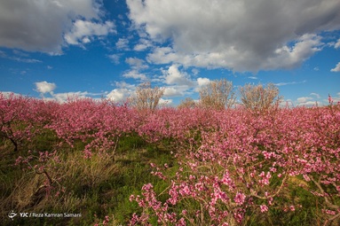شکوفه‌های زیبای بهاری درختان بادام روستای سامان - چهارمحال بختیاری