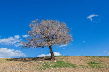 شکوفه‌های زیبای بهاری درختان بادام روستای سامان - چهارمحال بختیاری