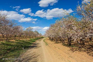 شکوفه‌های زیبای بهاری درختان بادام روستای سامان - چهارمحال بختیاری