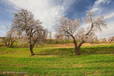 شکوفه‌های زیبای بهاری درختان بادام روستای سامان - چهارمحال بختیاری
