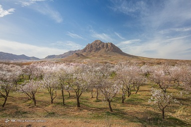 شکوفه‌های زیبای بهاری درختان بادام روستای سامان - چهارمحال بختیاری