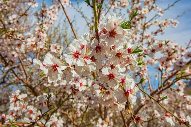 شکوفه‌های زیبای بهاری درختان بادام روستای سامان - چهارمحال بختیاری