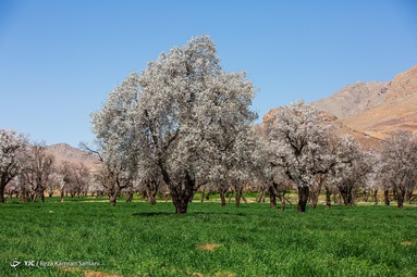 شکوفه‌های زیبای بهاری درختان بادام روستای سامان - چهارمحال بختیاری