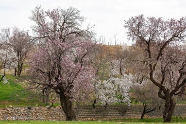 شکوفه‌های زیبای بهاری درختان بادام روستای سامان - چهارمحال بختیاری