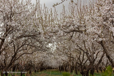 شکوفه‌های زیبای بهاری درختان بادام روستای سامان - چهارمحال بختیاری