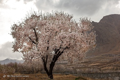 شکوفه‌های زیبای بهاری درختان بادام روستای سامان - چهارمحال بختیاری