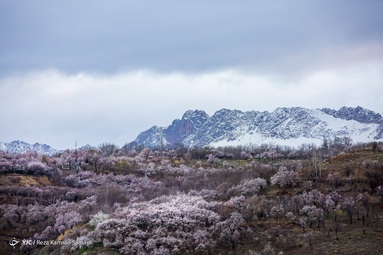 شکوفه‌های زیبای بهاری درختان بادام روستای سامان - چهارمحال بختیاری