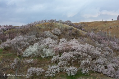 شکوفه‌های زیبای بهاری درختان بادام روستای سامان - چهارمحال بختیاری