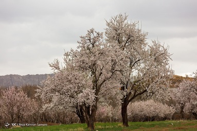 شکوفه‌های زیبای بهاری درختان بادام روستای سامان - چهارمحال بختیاری