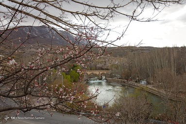 شکوفه‌های زیبای بهاری درختان بادام روستای سامان - چهارمحال بختیاری