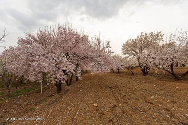 شکوفه‌های زیبای بهاری درختان بادام روستای سامان - چهارمحال بختیاری