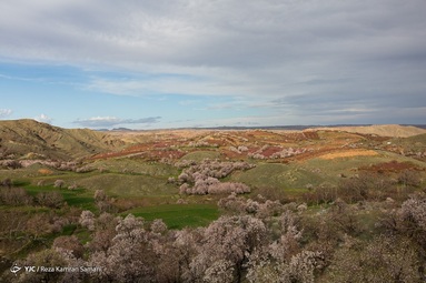 شکوفه‌های زیبای بهاری درختان بادام روستای سامان - چهارمحال بختیاری
