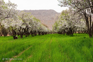 شکوفه‌های زیبای بهاری درختان بادام روستای سامان - چهارمحال بختیاری