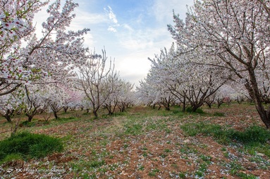 شکوفه‌های زیبای بهاری درختان بادام روستای سامان - چهارمحال بختیاری