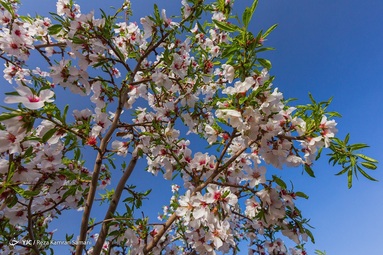 شکوفه‌های زیبای بهاری درختان بادام روستای سامان - چهارمحال بختیاری