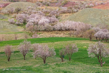 شکوفه‌های زیبای بهاری درختان بادام روستای سامان - چهارمحال بختیاری