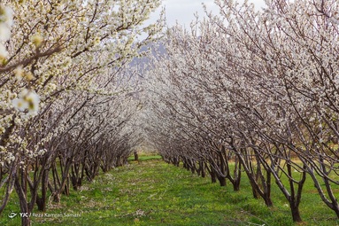 شکوفه‌های زیبای بهاری درختان بادام روستای سامان - چهارمحال بختیاری
