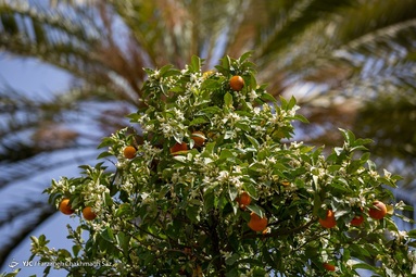 باغ دلگشا - شیراز