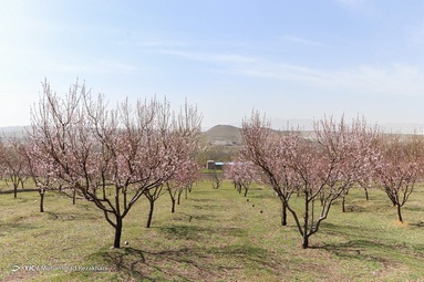 طبیعت در روز طبیعت نفس کشید - زنجان