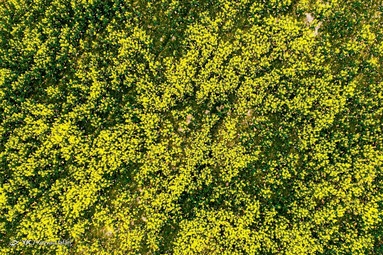 کلزا جهت تأمين روغن خام مورد نياز كشور کشت می شود و پس از گل دادن مناظر زیبایی را بوجود می آورد - مازندران