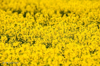 کلزا جهت تأمين روغن خام مورد نياز كشور کشت می شود و پس از گل دادن مناظر زیبایی را بوجود می آورد - مازندران