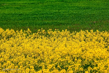 کلزا جهت تأمين روغن خام مورد نياز كشور کشت می شود و پس از گل دادن مناظر زیبایی را بوجود می آورد - مازندران