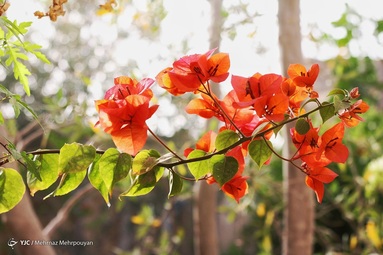 بهار و هوای بهاری در سیستان کوتاه است و به زودی جای خود را به تابستانی طولانی می دهد.