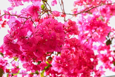 بهار و هوای بهاری در سیستان کوتاه است و به زودی جای خود را به تابستانی طولانی می دهد.