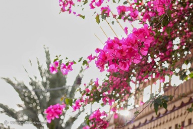 بهار و هوای بهاری در سیستان کوتاه است و به زودی جای خود را به تابستانی طولانی می دهد.