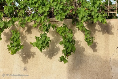 بهار و هوای بهاری در سیستان کوتاه است و به زودی جای خود را به تابستانی طولانی می دهد.