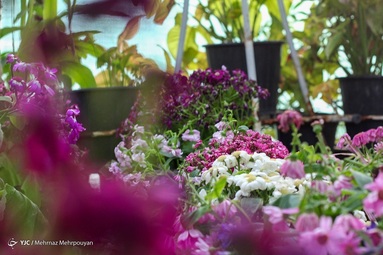 بهار و هوای بهاری در سیستان کوتاه است و به زودی جای خود را به تابستانی طولانی می دهد.
