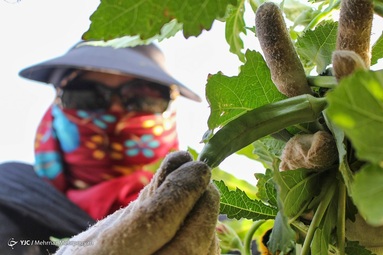 بهار و هوای بهاری در سیستان کوتاه است و به زودی جای خود را به تابستانی طولانی می دهد.