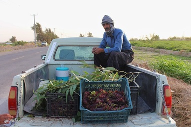 بهار و هوای بهاری در سیستان کوتاه است و به زودی جای خود را به تابستانی طولانی می دهد.