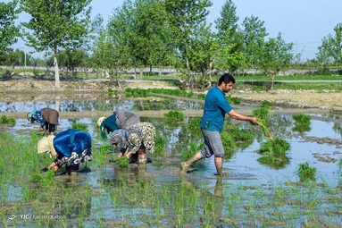 اولین کاشت دستی برنج بهاره - گلستان
