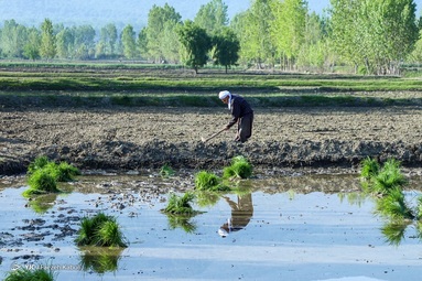 اولین کاشت دستی برنج بهاره - گلستان