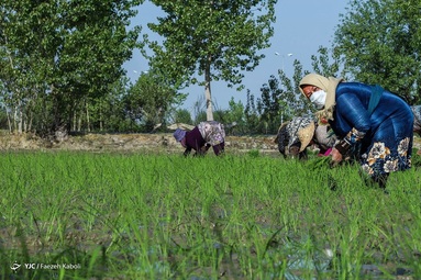 اولین کاشت دستی برنج بهاره - گلستان