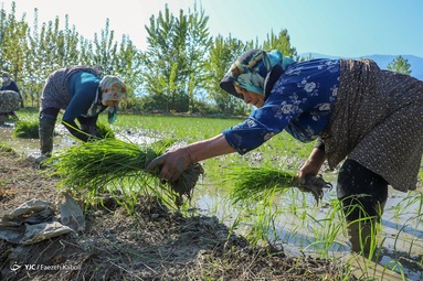 اولین کاشت دستی برنج بهاره - گلستان