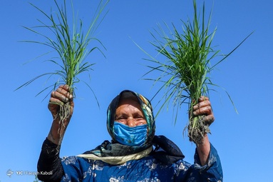 اولین کاشت دستی برنج بهاره - گلستان