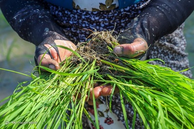 اولین کاشت دستی برنج بهاره - گلستان