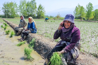 اولین کاشت دستی برنج بهاره - گلستان